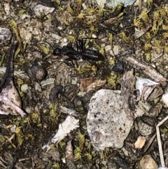 Camponotus sp. (genus) (A sugar ant) at Aranda, ACT - 24 Sep 2019 by Jubeyjubes