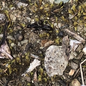 Camponotus sp. (genus) at Aranda, ACT - 24 Sep 2019 04:51 PM