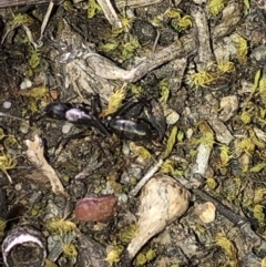 Camponotus sp. (genus) at Aranda, ACT - 24 Sep 2019 04:51 PM