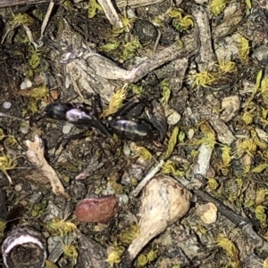 Camponotus sp. (genus) at Aranda, ACT - 24 Sep 2019 04:51 PM