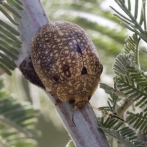 Paropsis sp. (genus) at Dunlop, ACT - 22 Sep 2019