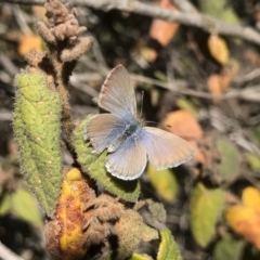 Zizina otis (Common Grass-Blue) at ANBG - 24 Sep 2019 by PeterR