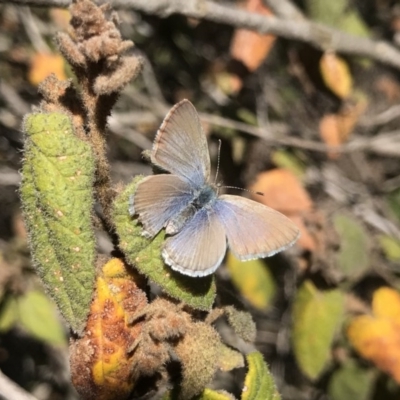 Zizina otis (Common Grass-Blue) at Acton, ACT - 24 Sep 2019 by PeterR