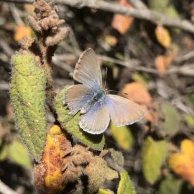 Zizina otis (Common Grass-Blue) at ANBG - 24 Sep 2019 by PeterR