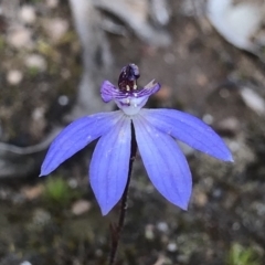 Cyanicula caerulea (Blue Fingers, Blue Fairies) at Hackett, ACT - 22 Sep 2019 by PeterR