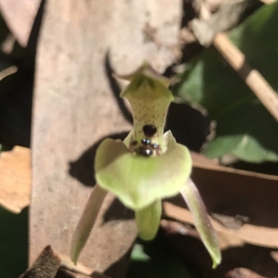 Chiloglottis x pescottiana (Bronze Bird Orchid) at GG26 - 24 Sep 2019 by PeterR