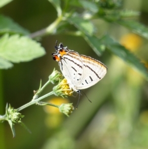 Jalmenus evagoras at Black Range, NSW - 29 Mar 2019