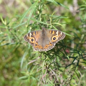 Junonia villida at Black Range, NSW - 7 Apr 2019