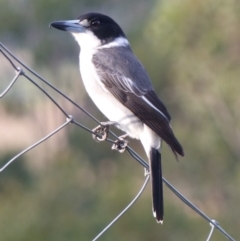Cracticus torquatus (Grey Butcherbird) at Black Range, NSW - 20 May 2019 by MatthewHiggins