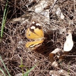 Heteronympha merope at Black Range, NSW - 27 Apr 2019 03:04 PM