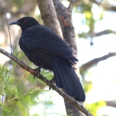 Corcorax melanorhamphos (White-winged Chough) at Black Range, NSW - 30 Apr 2019 by MatthewHiggins