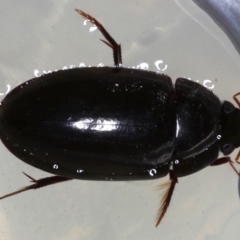 Hydrophilidae (family) (Unidentified water scavenger beetle) at Majura, ACT - 24 Sep 2019 by jb2602