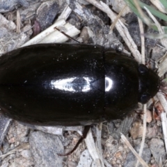 Hydrophilidae (family) at Majura, ACT - 24 Sep 2019