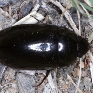 Hydrophilidae (family) at Majura, ACT - 24 Sep 2019