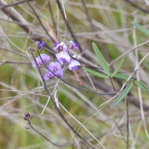 Glycine clandestina at Black Range, NSW - 3 May 2019