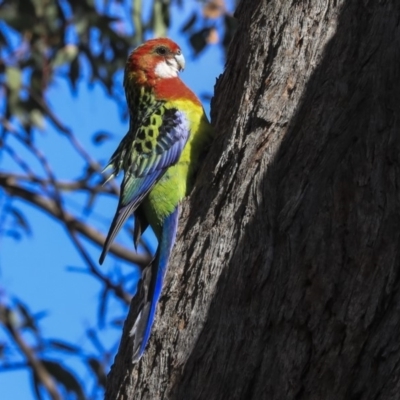 Platycercus eximius (Eastern Rosella) at Hawker, ACT - 21 Sep 2019 by AlisonMilton