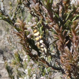 Tanyzancla argutella at Theodore, ACT - 24 Sep 2019 12:56 PM