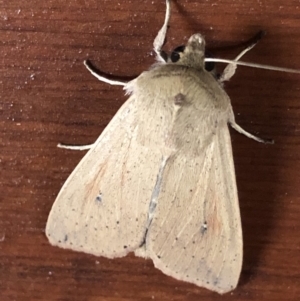 Mythimna (Pseudaletia) convecta at Monash, ACT - 24 Sep 2019 06:43 PM