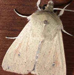 Mythimna (Pseudaletia) convecta at Monash, ACT - 24 Sep 2019 06:43 PM