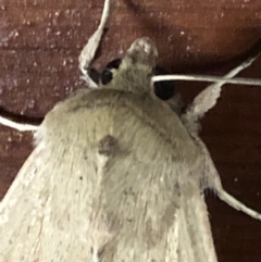 Mythimna (Pseudaletia) convecta at Monash, ACT - 24 Sep 2019 06:43 PM