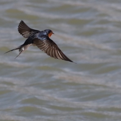 Hirundo neoxena (Welcome Swallow) at Molonglo Valley, ACT - 19 Aug 2019 by jb2602