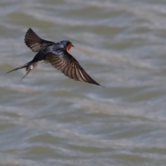 Hirundo neoxena (Welcome Swallow) at Molonglo Valley, ACT - 19 Aug 2019 by jbromilow50