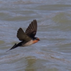 Hirundo neoxena at Molonglo Valley, ACT - 19 Aug 2019 02:08 PM