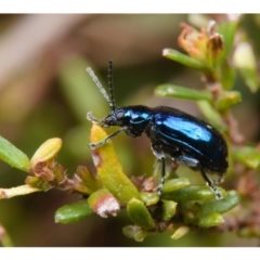 Altica sp. (genus) (Flea beetle) at ANBG - 21 Sep 2019 by kdm