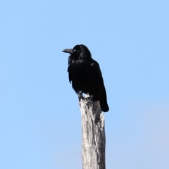 Corvus coronoides (Australian Raven) at Stromlo, ACT - 19 Aug 2019 by jb2602