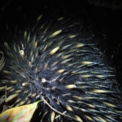 Tachyglossus aculeatus (Short-beaked Echidna) at Spence, ACT - 24 Sep 2019 by Laserchemisty