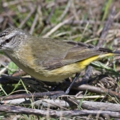 Acanthiza chrysorrhoa (Yellow-rumped Thornbill) at Pine Island to Point Hut - 24 Sep 2019 by Marthijn