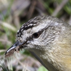 Acanthiza chrysorrhoa at Paddys River, ACT - 24 Sep 2019 12:04 PM