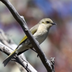 Ptilotula fusca (Fuscous Honeyeater) at Fyshwick, ACT - 22 Aug 2019 by jbromilow50