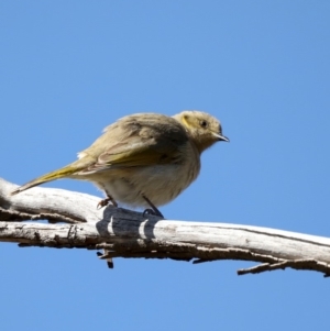 Ptilotula fusca at Fyshwick, ACT - 22 Aug 2019 12:46 PM