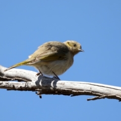 Ptilotula fusca at Fyshwick, ACT - 22 Aug 2019