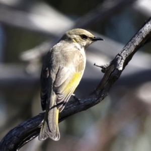 Ptilotula fusca at Fyshwick, ACT - 22 Aug 2019