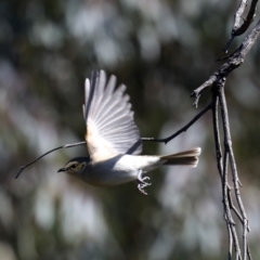 Ptilotula fusca at Fyshwick, ACT - 22 Aug 2019