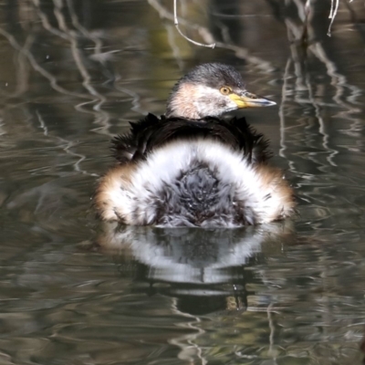 Tachybaptus novaehollandiae (Australasian Grebe) at Jerrabomberra Wetlands - 22 Aug 2019 by jbromilow50