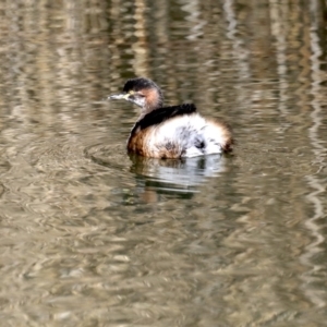 Tachybaptus novaehollandiae at Fyshwick, ACT - 22 Aug 2019