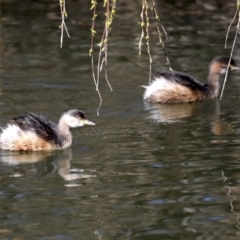 Tachybaptus novaehollandiae at Fyshwick, ACT - 22 Aug 2019