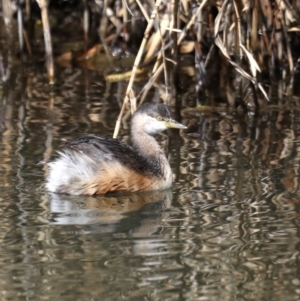 Tachybaptus novaehollandiae at Fyshwick, ACT - 22 Aug 2019