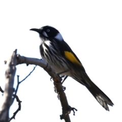 Phylidonyris novaehollandiae (New Holland Honeyeater) at Jerrabomberra Wetlands - 22 Aug 2019 by jbromilow50