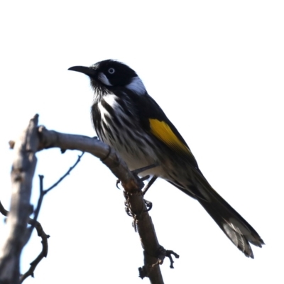 Phylidonyris novaehollandiae (New Holland Honeyeater) at Fyshwick, ACT - 22 Aug 2019 by jb2602