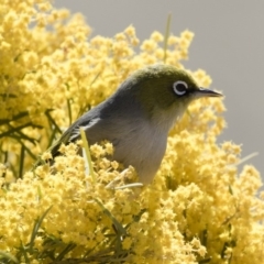 Zosterops lateralis (Silvereye) at Illilanga & Baroona - 8 Sep 2019 by Illilanga