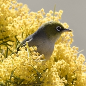 Zosterops lateralis at Michelago, NSW - 8 Sep 2019 11:05 AM