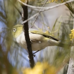 Zosterops lateralis at Michelago, NSW - 8 Sep 2019