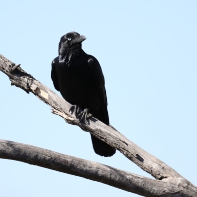 Corvus coronoides (Australian Raven) at Jerrabomberra Wetlands - 22 Aug 2019 by jbromilow50