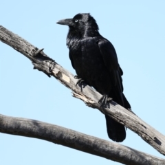 Corvus coronoides at Fyshwick, ACT - 22 Aug 2019 11:47 AM