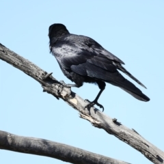 Corvus coronoides at Fyshwick, ACT - 22 Aug 2019 11:47 AM