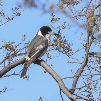 Cracticus torquatus (Grey Butcherbird) at Dunlop, ACT - 22 Sep 2019 by Alison Milton
